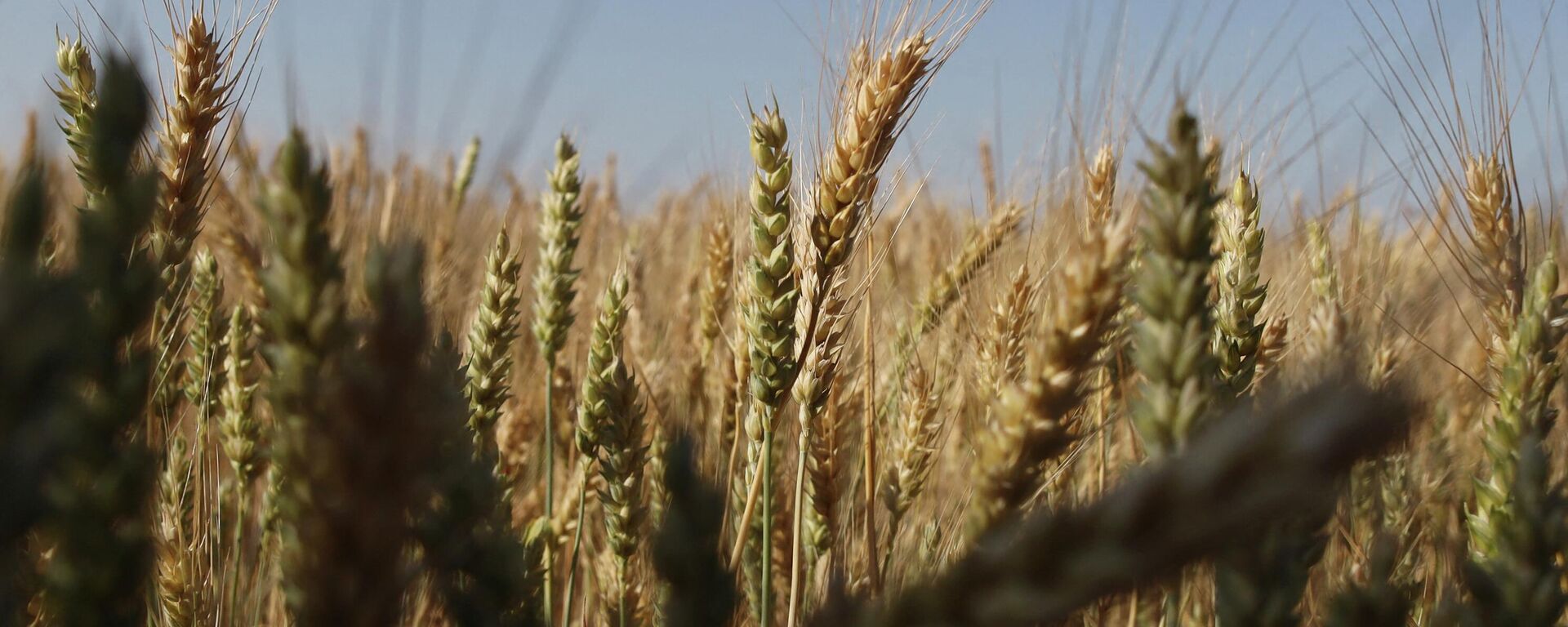 This photograph taken on June 14, 2022, shows wheat grain ears on a field near Izmail, in the Odessa region - Sputnik International, 1920, 18.08.2022