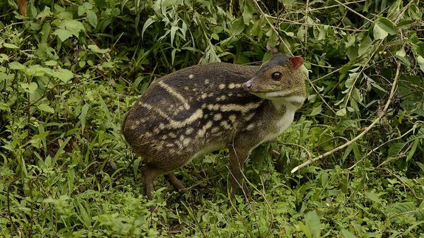 Indian spotted chevrotain Moschiola indica Mouse deer from the Anaimalai hills - Sputnik International