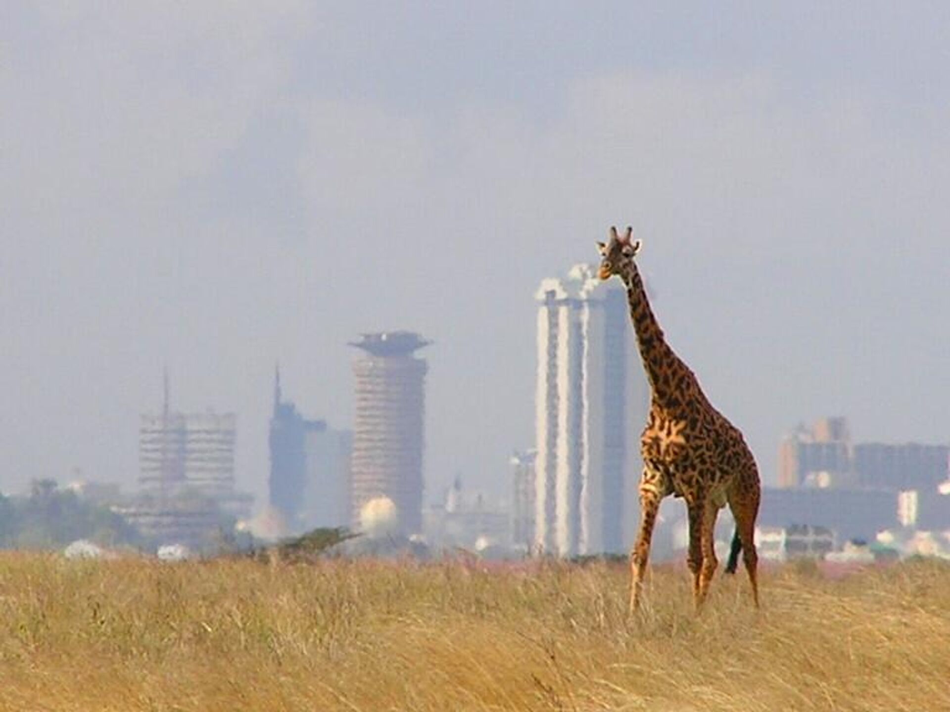 A lone giraffe in Nairobi National Park - Sputnik International, 1920, 03.08.2022