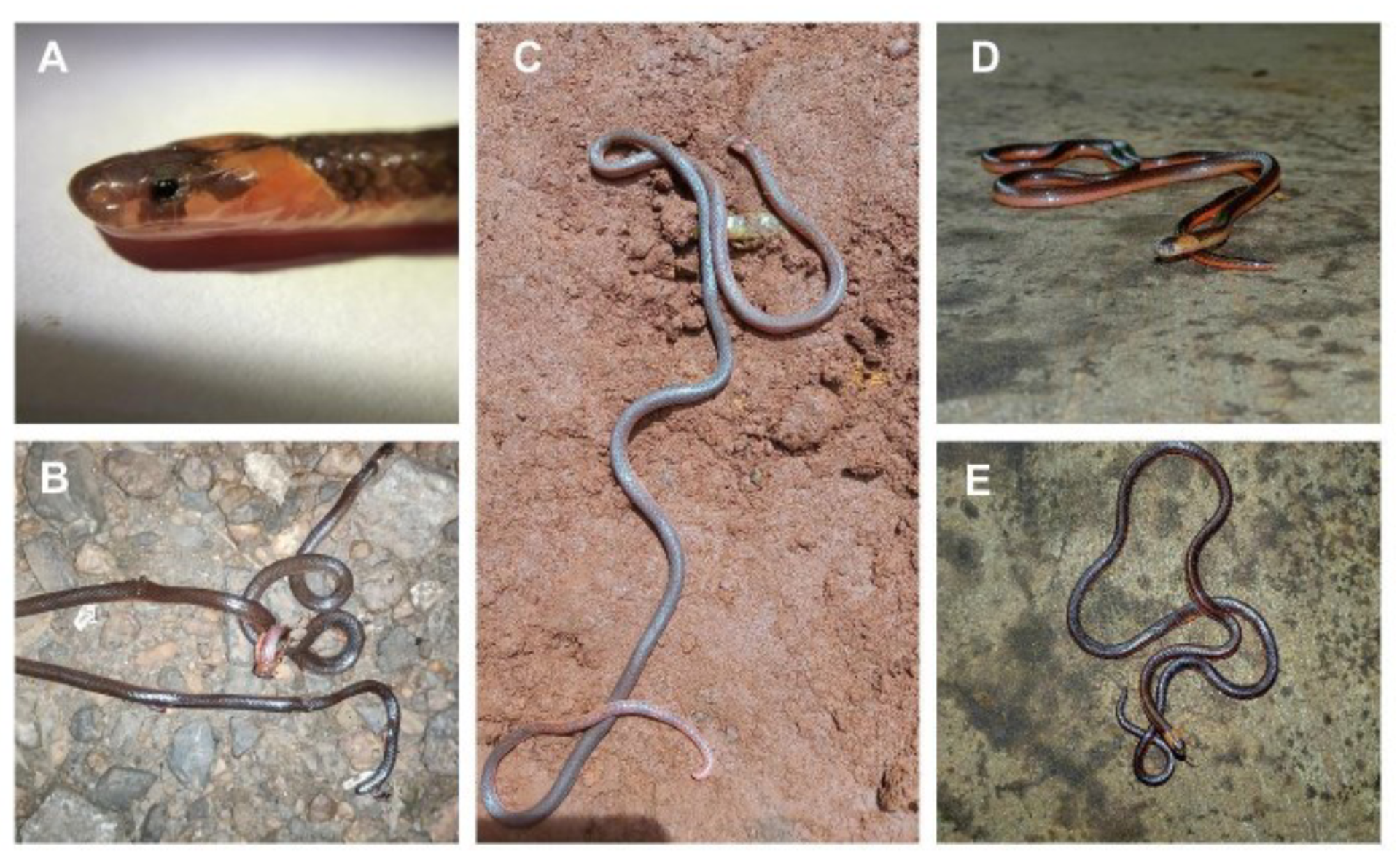 Rare 'Calliophis Castoe' snake captured on camera in India's Maharashtra -Photo - Sputnik International, 1920, 04.08.2022