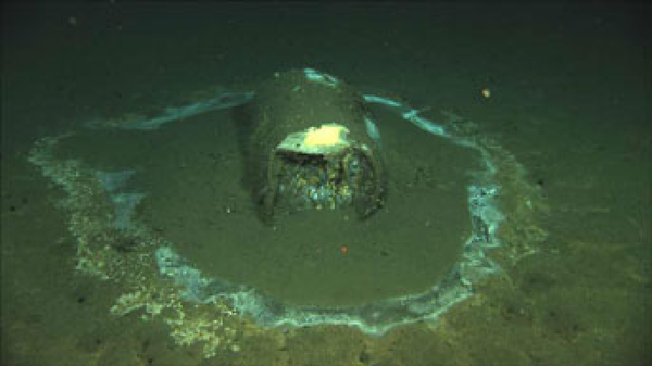 Barrel of DDT found off the coast of Santa Catalina Island in California. - Sputnik International