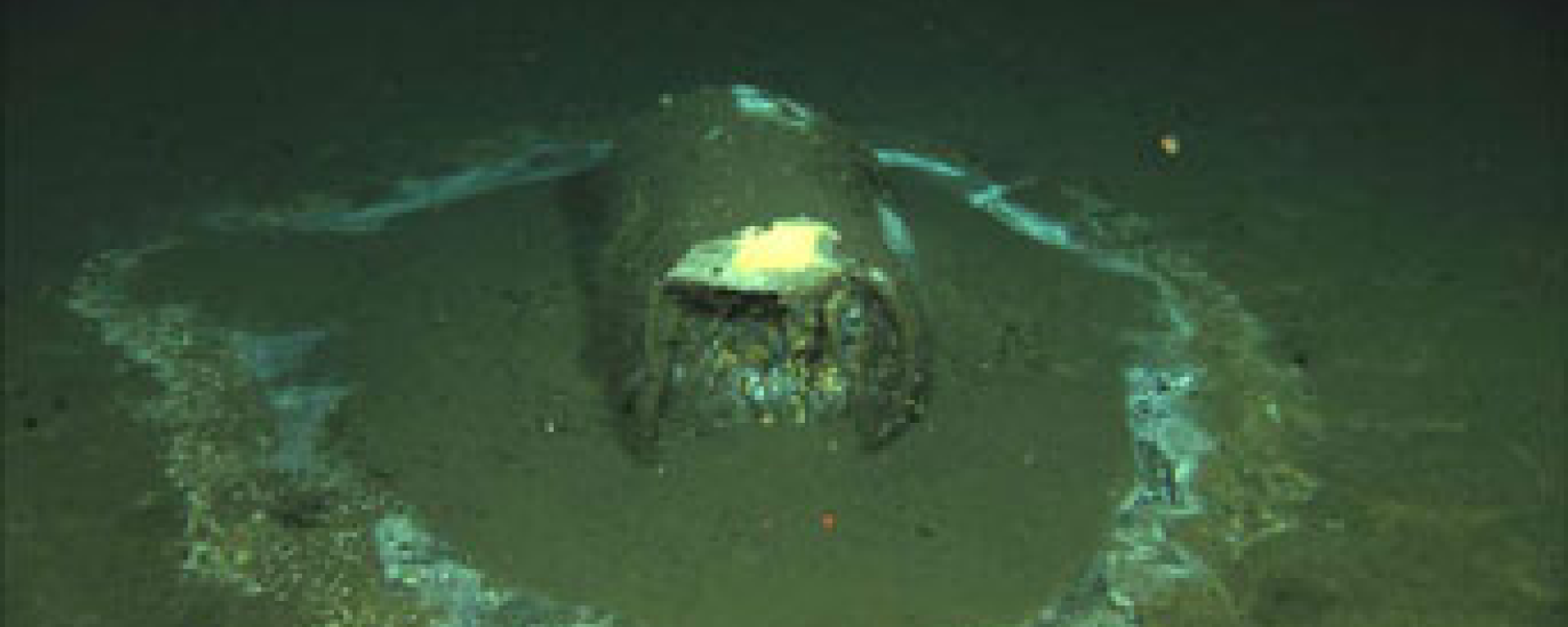 Barrel of DDT found off the coast of Santa Catalina Island in California. - Sputnik International, 1920, 04.08.2022