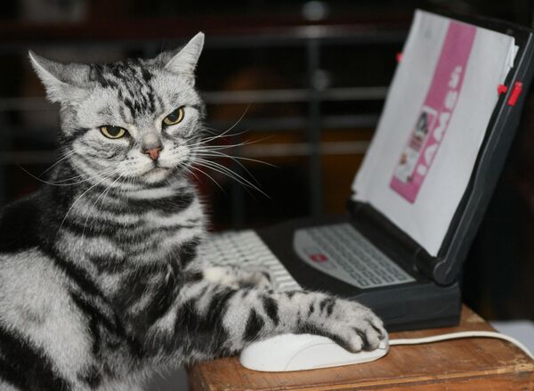 Maverick, an American Shorthair, keeps its claw on a mouse while it uses a computer at a press preview for the Cat Fanciers&#x27; Association show on October 10, 2007 at Madison Square Garden in New York. - Sputnik International