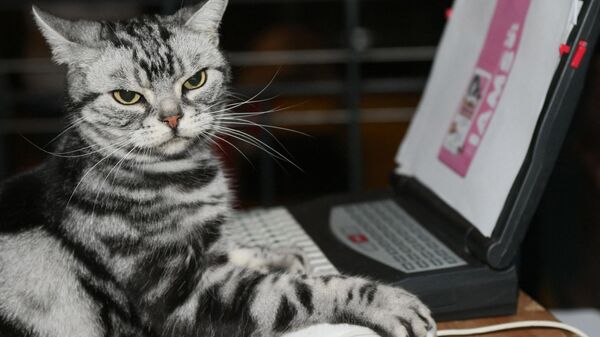 Maverick, an American Short Hair, keeps his claw on the mouse as he uses a computer at a press preview for the Cat Fanciers' Association show 10 October 2007 at Madison Square Garden in New York. - Sputnik International