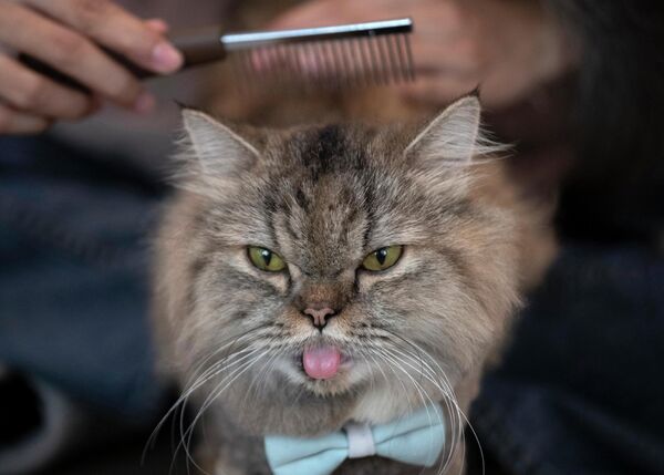 A cat has its hair brushed at Caturday Cafe in Bangkok, Thailand, Friday, May 8, 2020. Small restaurants were among the few venues allowed to start again during the gradual easing of restrictions in Thailand&#x27;s capital Bangkok that were imposed weeks ago to combat the spread of the coronavirus. - Sputnik International