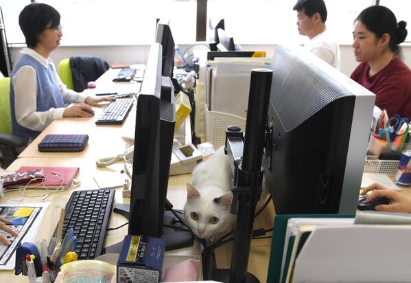This May 16, 2017 picture by AFPBB News shows a cat in an IT office in Tokyo. Japan is known for long office hours and overworked employees, but one company claims to have found a cure: cats. - Sputnik International