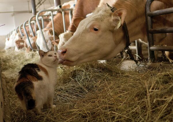 Missy, a stable cat, is licked by a dairy cow during feeding time at Madersbacherhof Farm in Brixlegg in the Austrian Alps, Wednesday, March 18, 2015. The cat lives in the stable with the dairy cows who are kept inside for the duration of winter. - Sputnik International
