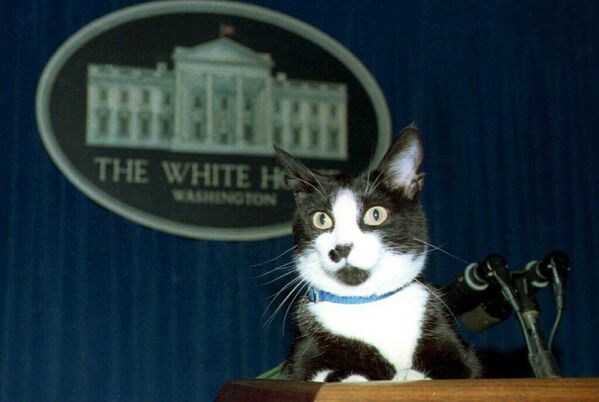 Socks, the White House cat, sits atop the podium in the White House press briefing room on March 19, 1994. A groundskeeper who regularly walks Socks brought him into the press room and placed him unannounced on the podium. Socks stayed there for a few minutes as photographers took his picture before the groundskeeper said it was time to go and took the kitty away. - Sputnik International