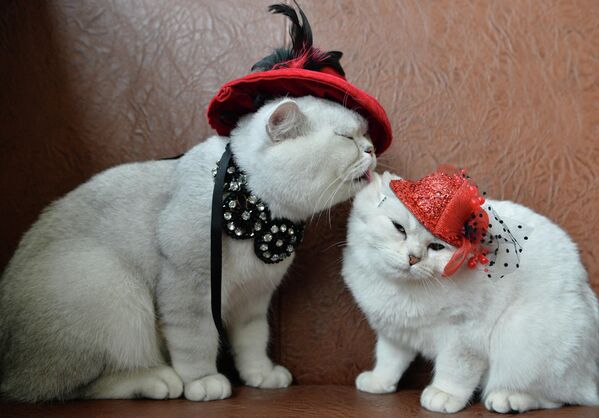 Two Scottish shorthair cats dressed in red hats are pictured during a cat exhibition in Bishkek, October 16, 2016. Cat lovers from Kyrgyzstan, Kazakhstan, and Uzbekistan took part at the exhibition. - Sputnik International