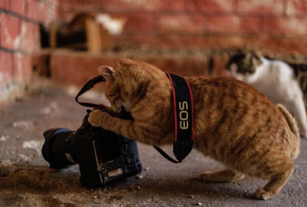 A cat grapples a DSLR camera on the ground at an animal shelter built by the Syrian Organization for the Rescue of Animals (SORA) in Azmarin, near the Turkish border in the north of Syria&#x27;s rebel-held northwestern Idlib province on December 12, 2020. - Sputnik International