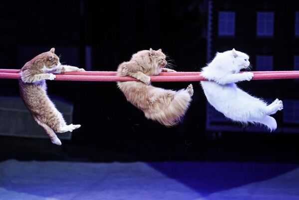 Cats participate in a New Year show held at a circus in Simferopol. - Sputnik International
