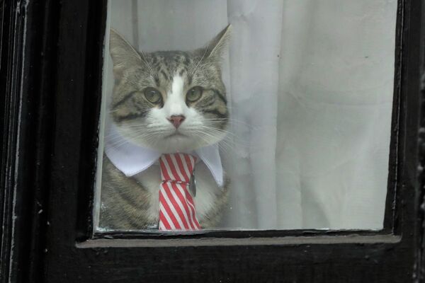 A cat dressed in a collar and tie looks out from a window at the Ecuadorian Embassy in London, Monday, November 14, 2016. - Sputnik International