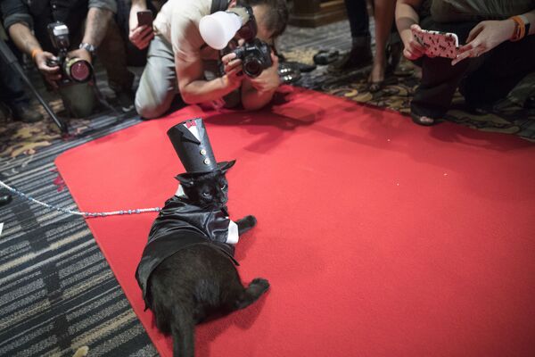 In this Thursday, August 2, 2018 picture, photographers take photos of Merlin, dressed in a 1920s tail tuxedo and top hat on the red carpet during a cat fashion show at the Algonquin Hotel in New York. The event was a fundraiser for the Mayor&#x27;s Alliance for NYC&#x27;s Animals, which helps support more than 150 animal shelters and rescues in New York. - Sputnik International