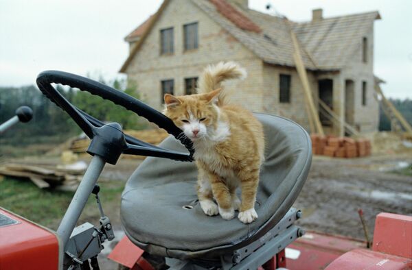 A cat seen at the estate of Vitaly Teivans, chairman of the Board of the Latvian Peasant Fund. - Sputnik International
