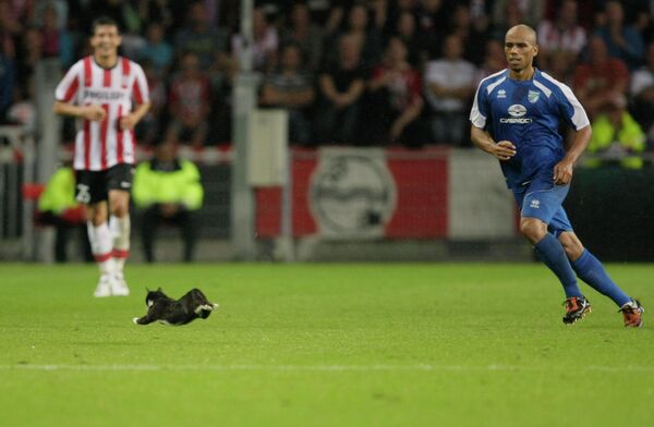 Sibir player Joseph-Reinette Steev, right, chases after a cat which ran on the pitch during the Europa League qualifying round soccer match of PSV versus Sibir Novosibirsk at the Philips Stadium in Eindhoven, Netherlands, Thursday, August 26, 2010, as PSV player Stanislav Manolev laughs in the background. - Sputnik International