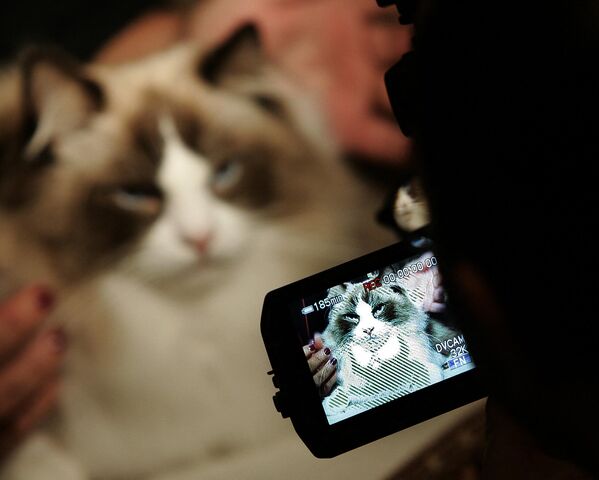 A Ragdoll cat looks into a video camera during a press preview on October 11, 2006 at the 4th Annual CFA Cat Championship hosted by the Cat Fanciers&#x27; Association at Madison Square Garden. - Sputnik International