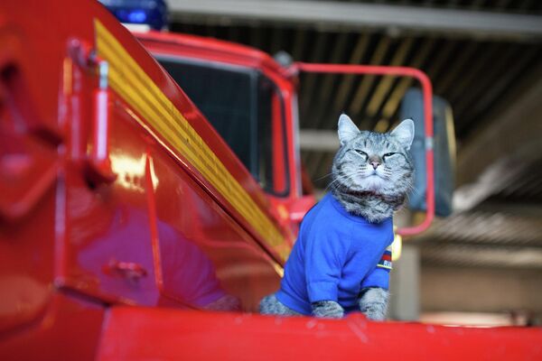 Semyon, the pet cat of a fire brigade in Russia&#x27;s Tyumen region, sits on a fire truck. - Sputnik International