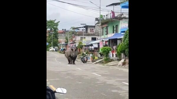 Rhino escaped from Kaziranga National Park in India's Assam - Sputnik International