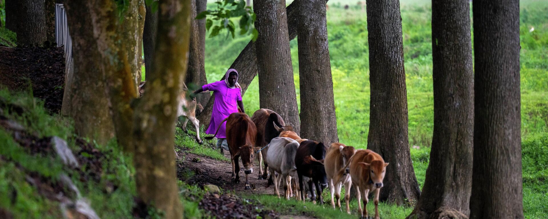 A man herds his cattle on the outskirts of Gauhati, India, Saturday, April 30, 2022. - Sputnik International, 1920, 12.09.2022