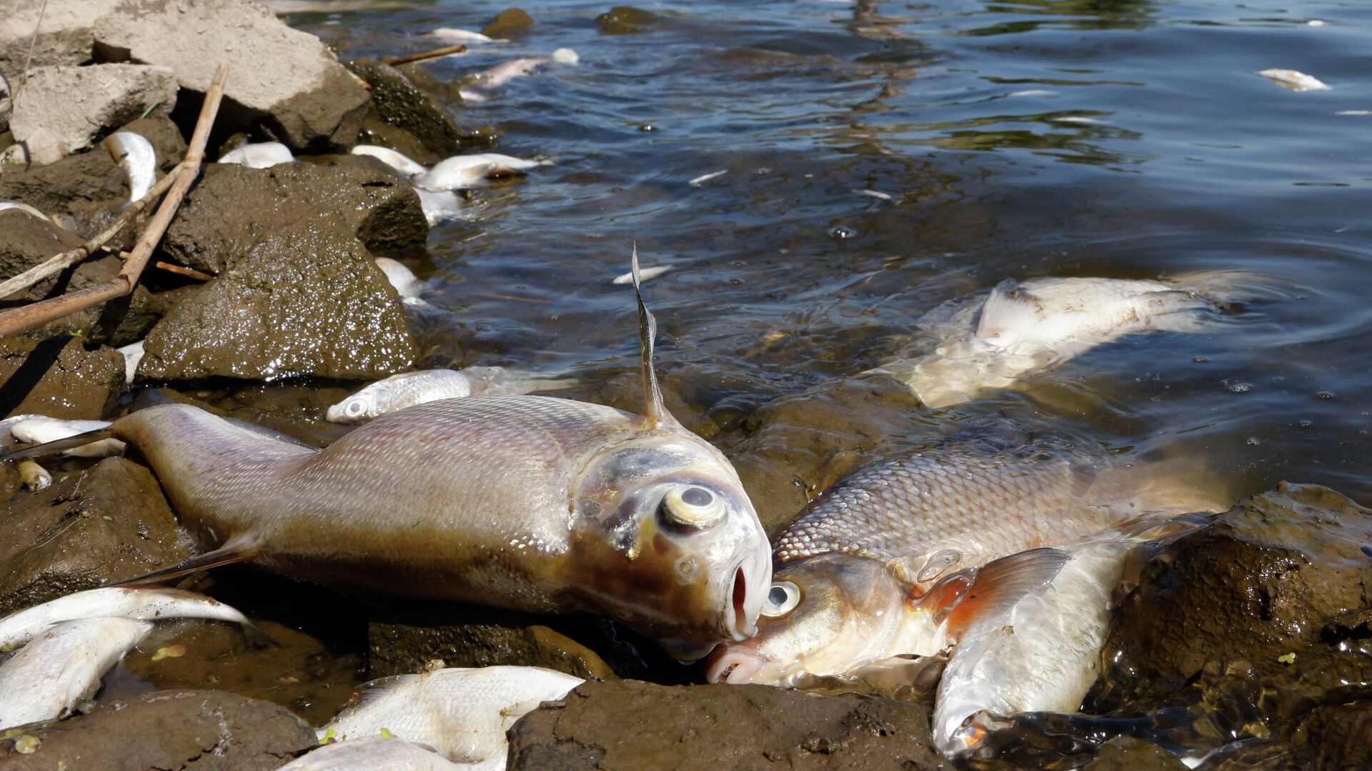 Dead fish are pictured on the banks of the river Oder in Schwedt, eastern Germany, on August 12, 2022, after a massive fish kill was discovered in the river in the eastern federal state of Brandenburg, close to the border with Poland. - Sputnik International, 1920, 13.08.2022