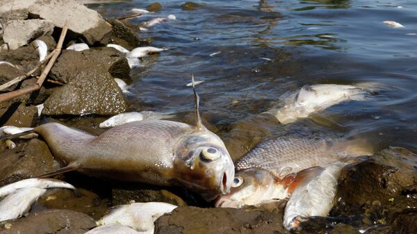 Dead fish are pictured on the banks of the river Oder in Schwedt, eastern Germany, on August 12, 2022, after a massive fish kill was discovered in the river in the eastern federal state of Brandenburg, close to the border with Poland. - Sputnik International
