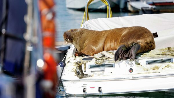This file photo taken on July 19, 2022 shows young female walrus nicknamed Freya resting on a boat in Frognerkilen, Oslo Fjord, Norway - Sputnik International