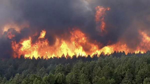 Forest Fires in Algeria - Sputnik International
