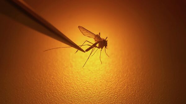 In this Aug. 26, 2019 file photo, Salt Lake City Mosquito Abatement District biologist Nadja Reissen examines a mosquito in Salt Lake City. - Sputnik International