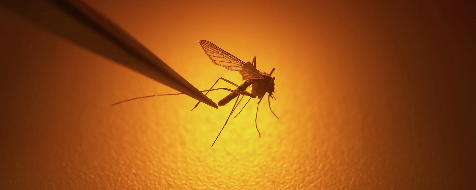 In this Aug. 26, 2019 file photo, Salt Lake City Mosquito Abatement District biologist Nadja Reissen examines a mosquito in Salt Lake City. - Sputnik International, 1920, 19.08.2022
