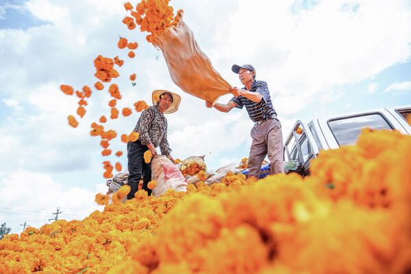 This photo taken on August 17, 2022 shows farmers picking up marigold flowers at a field in Bijie, in China&#x27;s Guizhou province. - Sputnik International