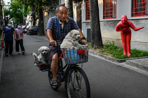 Мужчина едет на велосипеде с двумя собаками мимо красной скульптуры в переулке в Пекине, Китай - Sputnik International