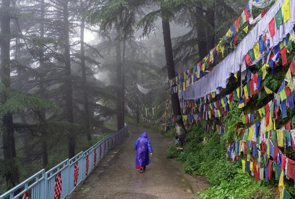 An exiled Tibetan Buddhist nun walks in the rain in Dharmshala, India on Saturday 20 August 2022. - Sputnik International