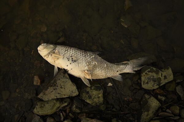 A dead fish is seen by the banks of Lake Poyang in Juijiang, China&#x27;s central Jiangxi province - Sputnik International