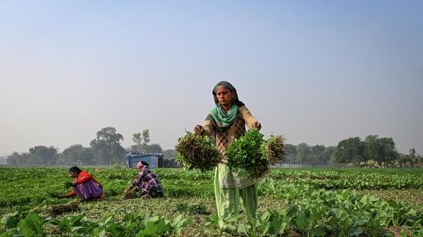 Women work at a farm land along the banks of river Yamuna in New Delhi on December 22, 2021. - Sputnik International