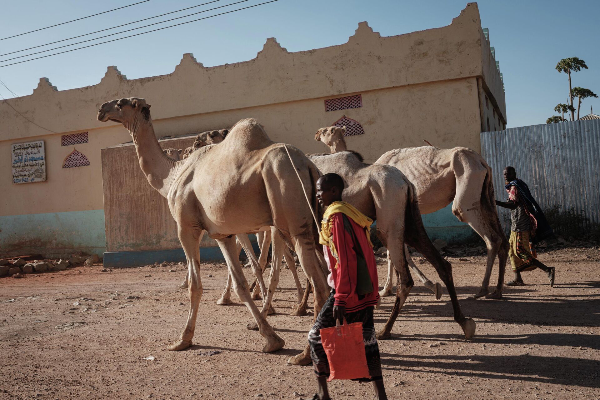Men lead skinny camels on a street in Baidoa, Somalia, on February 15, 2022 - Sputnik International, 1920, 26.08.2022