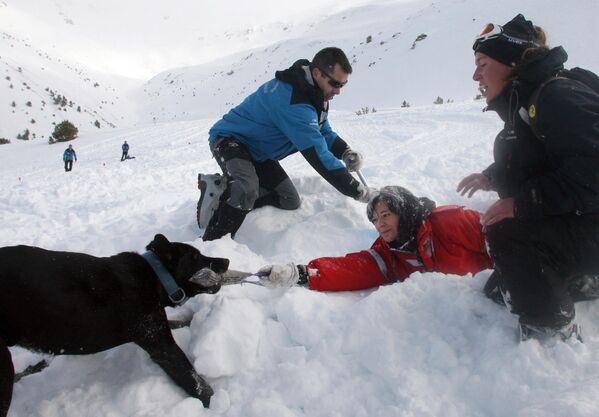 An avalanche rescue dog discovers a person buried under the snow on January 22, 2009, during a training session at the Peak of Puigmal at the Spain-France border. - Sputnik International