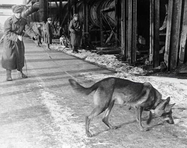 Soviet specialists and their dogs searching for mines at a plant in Budapest, Hungary. - Sputnik International