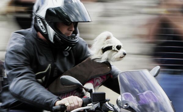 A motorcycle driver and his eye-goggled-dog race past the chapel where Oscar-winning actress Nicole Kidman is set to marry country music star Keith Urban in Sydney on June 25, 2006. Several thousand people lined the street for a chance to glimpse Kidman and Urban. - Sputnik International