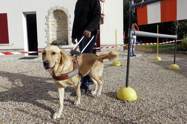 An educator from the French Federation of Guide Dog Associations for the Blind (FFAC) walks with a guide dog in Paris, September 07, 2011. - Sputnik International