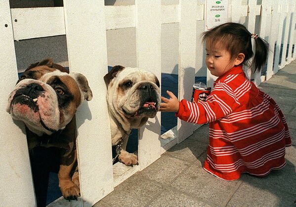 Маленькая южнокорейская девочка бесстрашно тянется к одному из двух огромных английских бульдогов на выставке-аукционе собак в универмаге в престижном южном пригороде Сеула - Sputnik International