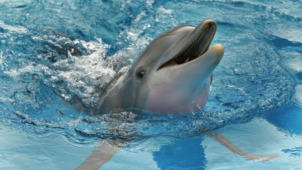 Winter the dolphin swims Aug. 31, 2011 in a tank in Clearwater, Fla. Winter starred in the Dolphin Tale movies has died at a Florida aquarium despite life-saving efforts by animal care experts. - Sputnik International