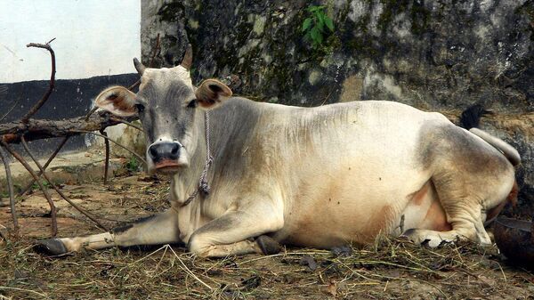 Cow, India - Sputnik International