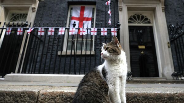 Larry the Cat poses outside Number 10 Downing Street in central London on August 1, 2022, as England flags hang a day after England beat Germany 2-1 to win the Women's Euro 2022 football tournament. - Sputnik International
