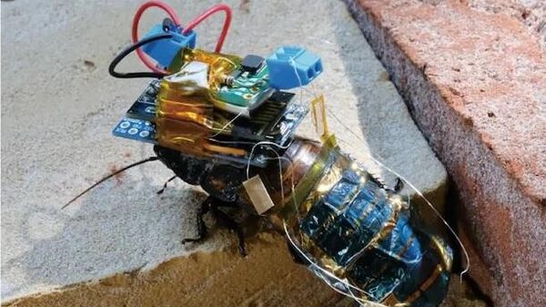 A photograph of a cyborg insect - Sputnik International