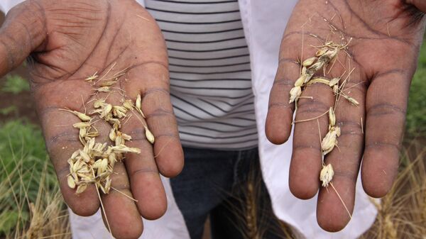 FILE - In this Oct. 22, 2010, file photo a scientist holds grains of wheat from plants infected with Ug99 stem rust fungus at the Kenya Agricultural Research Institute in Njoro, Kenya, 200 kilometers (125 miles) northwest of Nairobi. - Sputnik International