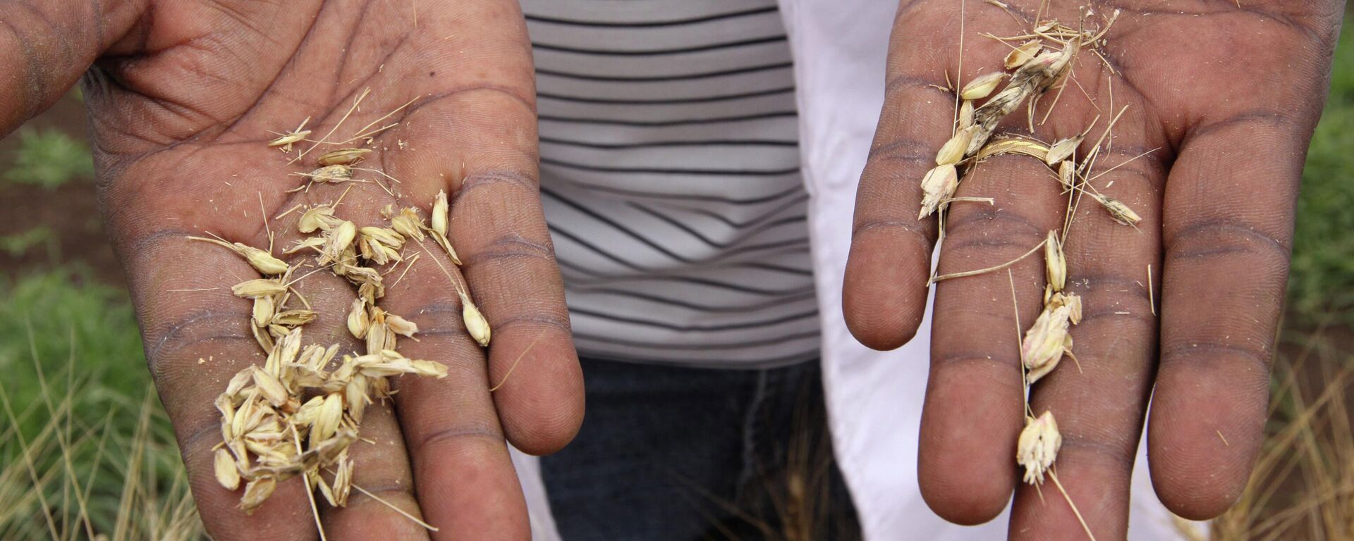 FILE - In this Oct. 22, 2010, file photo a scientist holds grains of wheat from plants infected with Ug99 stem rust fungus at the Kenya Agricultural Research Institute in Njoro, Kenya, 200 kilometers (125 miles) northwest of Nairobi. - Sputnik International, 1920, 07.09.2022