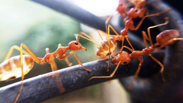 Tedious Red Ants - Sputnik International