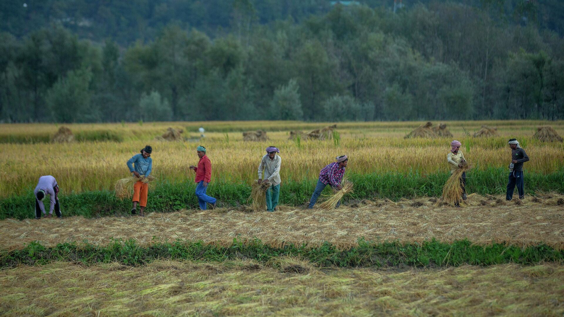 Laborers harvest paddy at a rice field in Mingam village, northeast of Srinagar, Indian controlled Kashmir, Friday, Sept. 24, 2021. - Sputnik International, 1920, 09.09.2022
