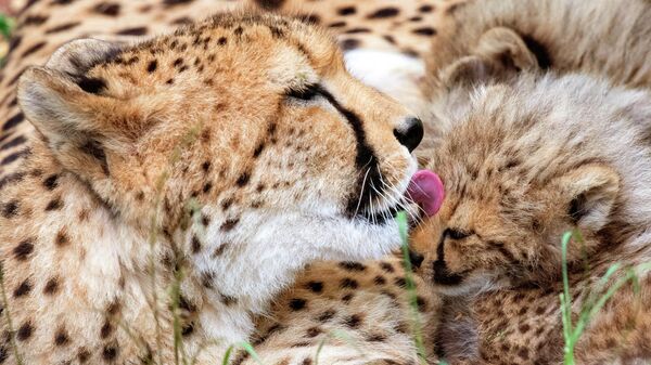 The cheetah mother Freela relaxes with one of her cubs in the Erfurt zoo in Erfurt, Germany, Wednesday, June 27, 2018. The four cheetah cubs, one male and three female, were born on May 9, 2018. (AP Photo/Jens Meyer) - Sputnik International