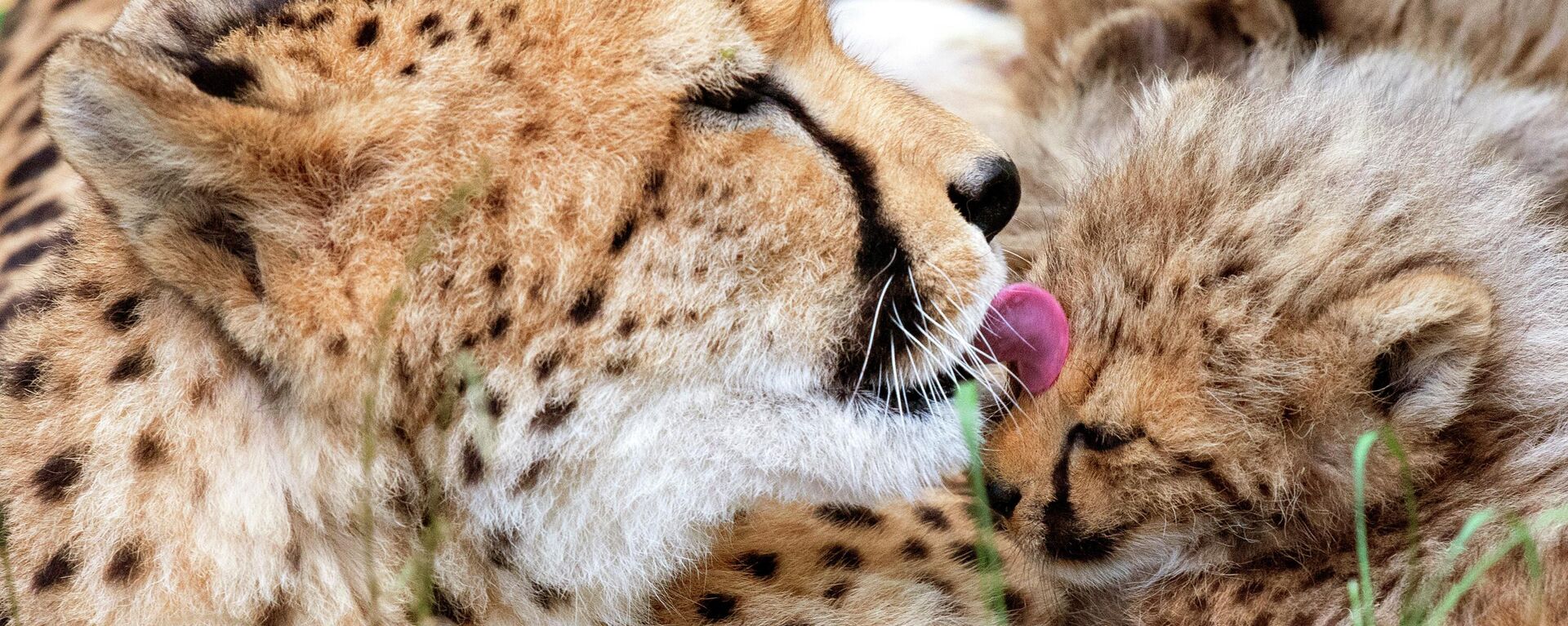 The cheetah mother Freela relaxes with one of her cubs in the Erfurt zoo in Erfurt, Germany, Wednesday, June 27, 2018. The four cheetah cubs, one male and three female, were born on May 9, 2018. (AP Photo/Jens Meyer) - Sputnik International, 1920, 09.09.2022